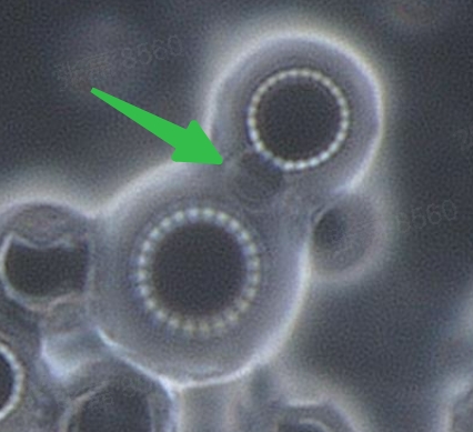 微膠囊技術研究